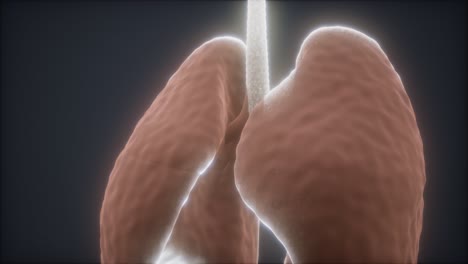 3d-animation-of-human-lungs
